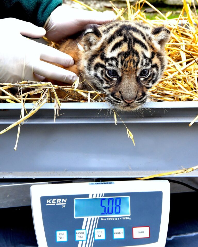 Debutta Kala al Bioparco di Roma: ecco la piccola tigre di Sumatra