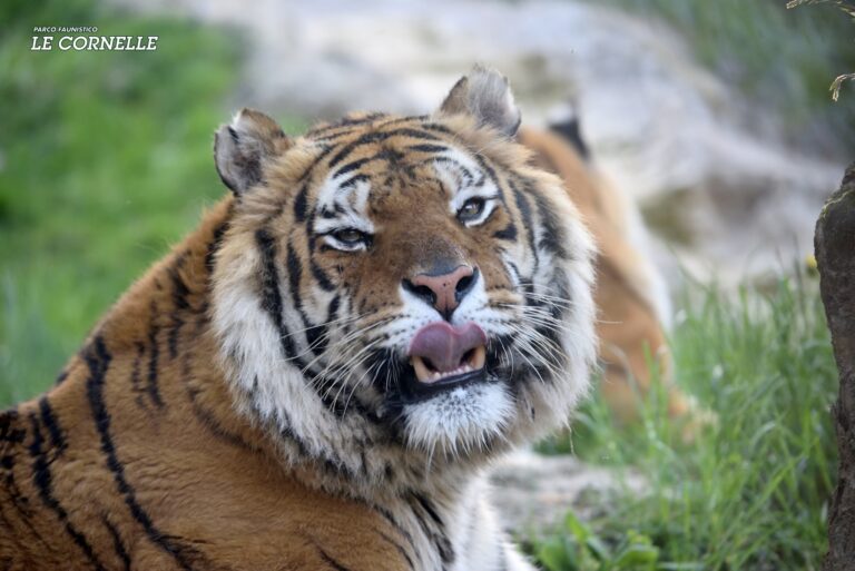 Addio Romeo: un tumore ha portato via la tigre siberiana de Le Cornelle