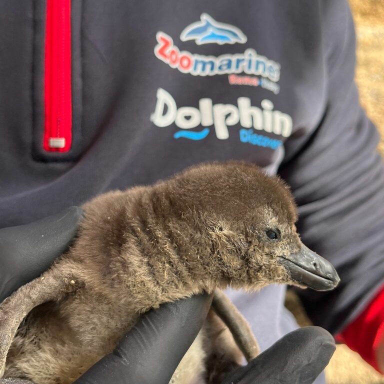 E’ nato Ice, piccolo pinguino africano