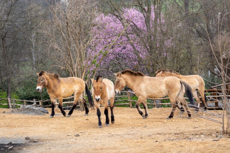 Un nuovo Gobi allo zoo di Praga: tornano i cavalli di Przewalski con altre 10 specie (e il gatto di Pallas)