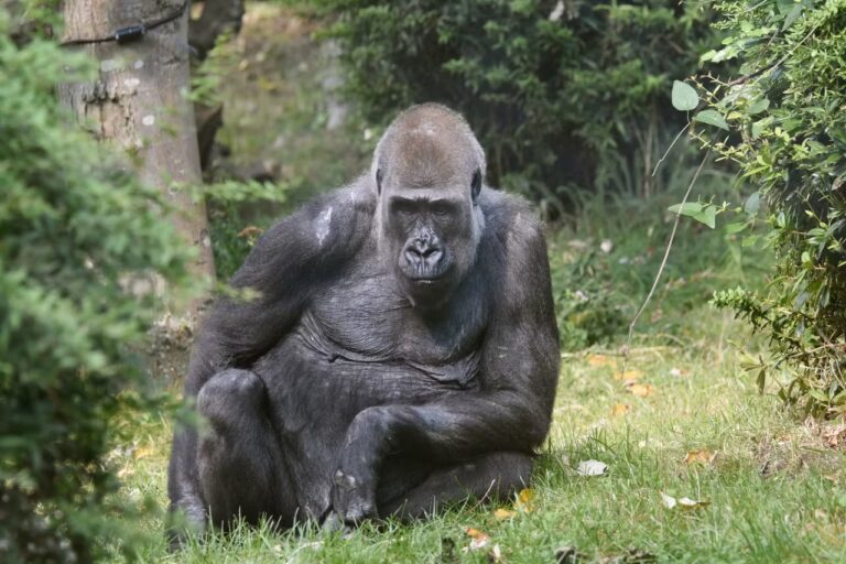 Tre gorilla arrivano in Italia, da Rotterdam allo Zoo di Fasano. Ecco cosa sappiamo