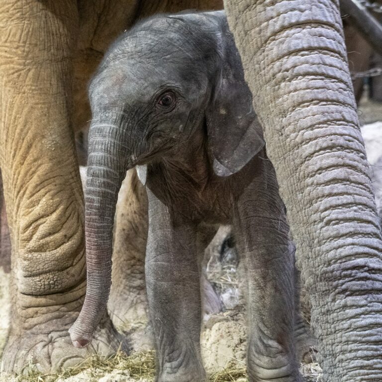 Parto in diretta al Bioparc Valencia, nasce un elefante africano (l’ultimo lo scorso anno)
