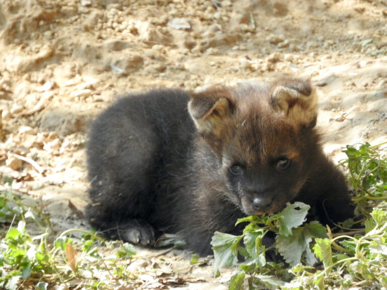 Nati due baby crisocioni al Parco Natura Viva