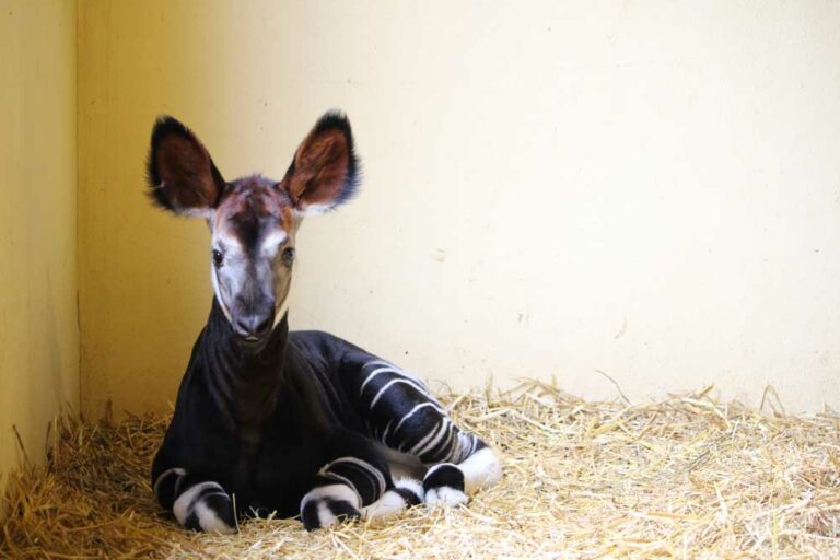 Italo ha compagnia: nato un okapi a Falconara