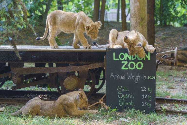 Appuntamento con la pesata annuale allo Zoo di Londra