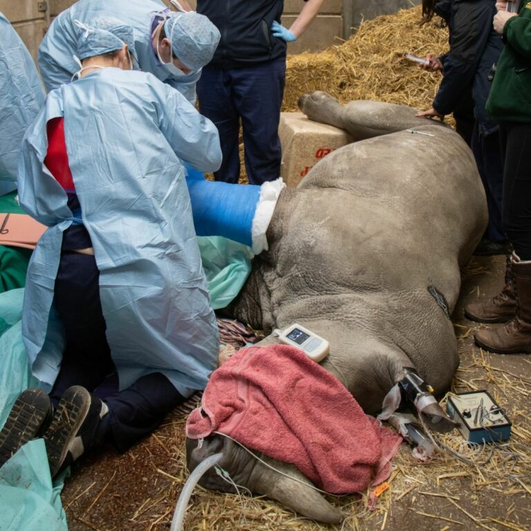 Frattura alla zampa per Amara, prima operazione al mondo su una piccola rinoceronte
