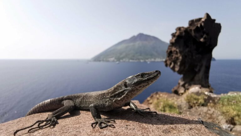 Dalle Eolie al Bioparco di Roma, il viaggio inverso per salvare la lucertola delle Eolie