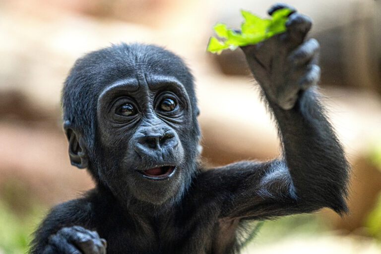 Compie sei mesi Gaia, la piccola gorilla tenuta a battesimo da Jane Goodall
