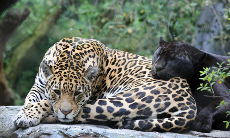 Baby giaguaro melanico allo zoo Artis (e alla mappatura in Brasile pensa un cane)