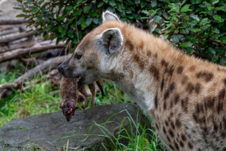 I suricati soppressi allo zoo di Zurigo diventano il pasto delle iene