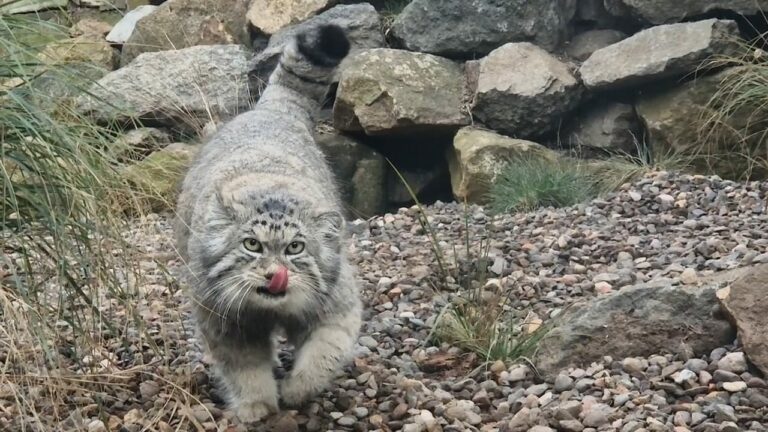 Il gatto di Pallas torna a Edimburgo: ecco Akiko (in attesa della compagna)