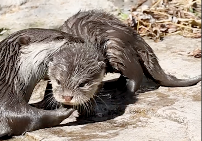 La piccola lontra che non voleva nuotare (e sua madre che la riporta in acqua)