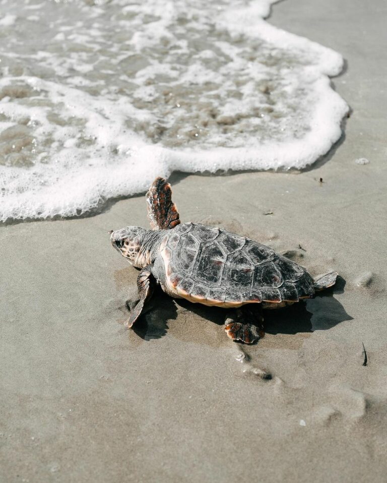 Le 30 Caretta caretta da record tornano nel Mar Mediterraneo (dopo un anno all’Oceanografico)