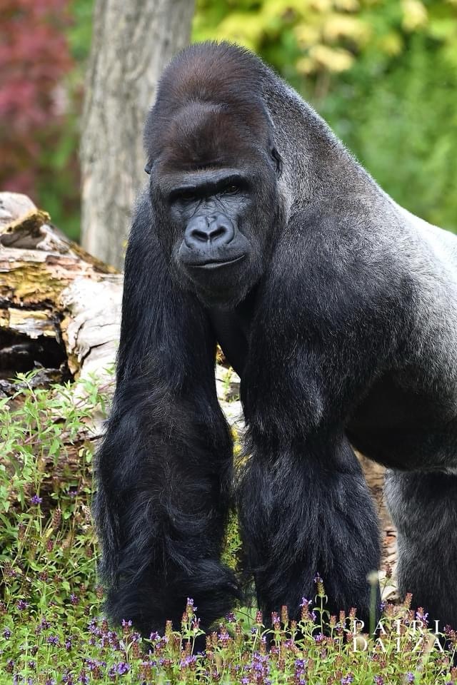 Arriva Nasibu: con lui a Fasano l’unica famiglia di gorilla d’Italia