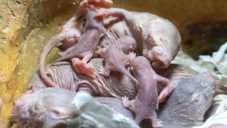 I piccoli di Valencia e i “superpoteri” del ratto talpa