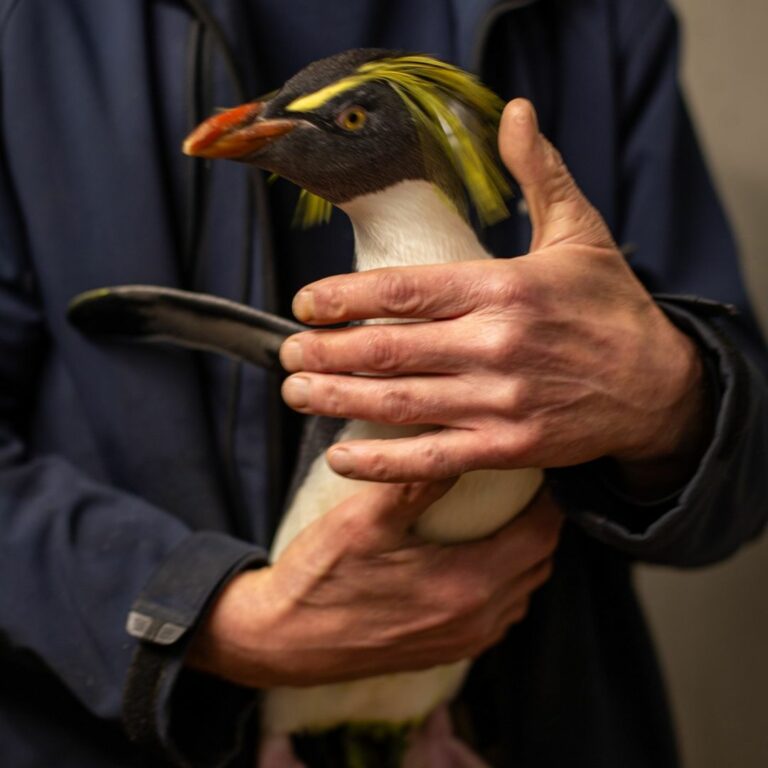 Ventidue pinguini sono tornati a Monaco: restyling in casa di saltaroccia e reali