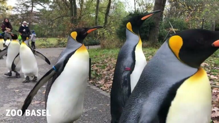 È novembre, torna la passeggiata mattutina per i pinguini dello Zoo di Basilea