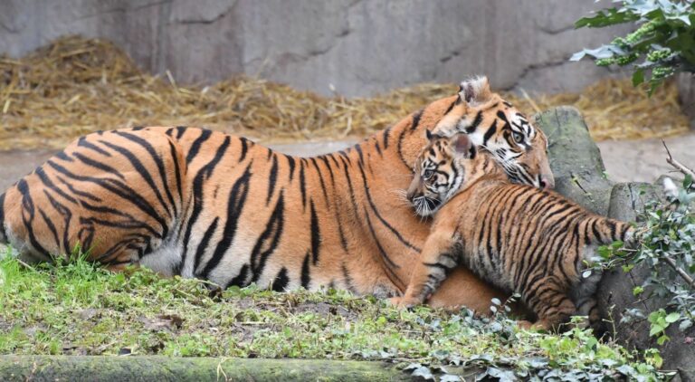 Kala compie un anno: i momenti più belli della tigre di Sumatra al Bioparco di Roma