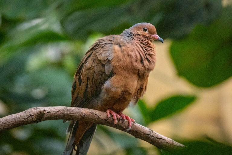 Estinta in natura, entro il 2030 le prime reintroduzioni: arrivano tre colombe di Socorro allo Zoo di Londra