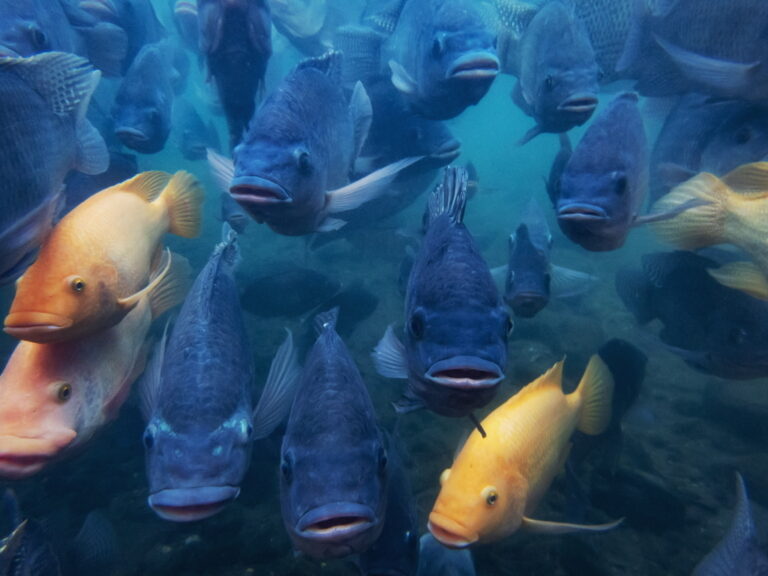 Pesci d’acqua dolce, un quarto delle specie a rischio estinzione