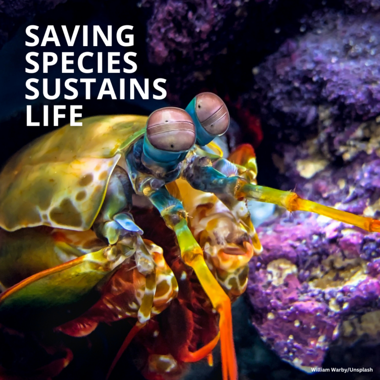 Reverse the Red Day: salvare le specie è possibile