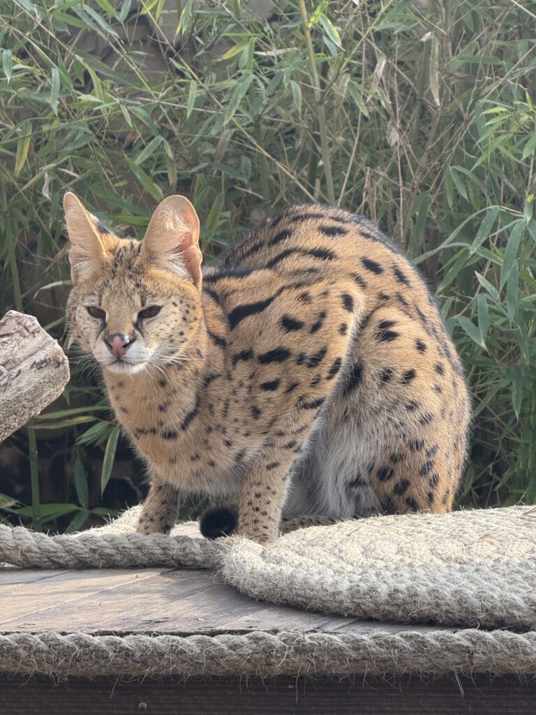 Ecco Noah al Safari Ravenna, la serval sequestrata e riabilitata