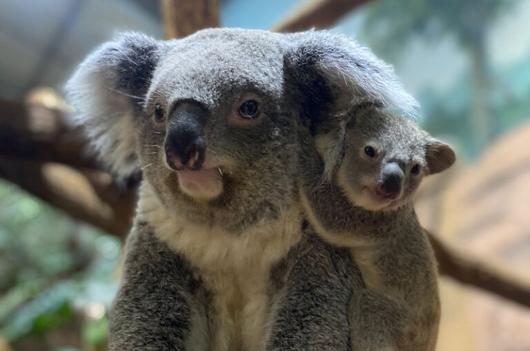 La piccola koala di Francia