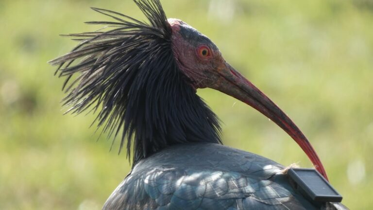 Ibis eremita nel mirino dei bracconieri: 8 uccisi nella migrazione autunnale