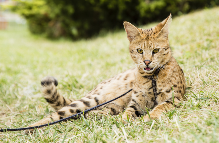 Gatto Savannah, cosa c’è dietro il commercio legalizzato del serval
