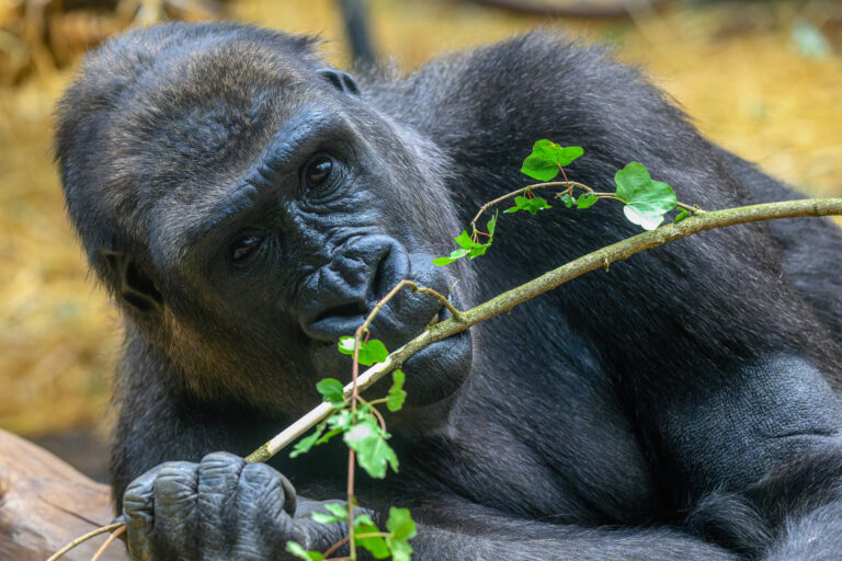 Se il futuro degli zoo passa per l’eutanasia del gorilla N’Gola