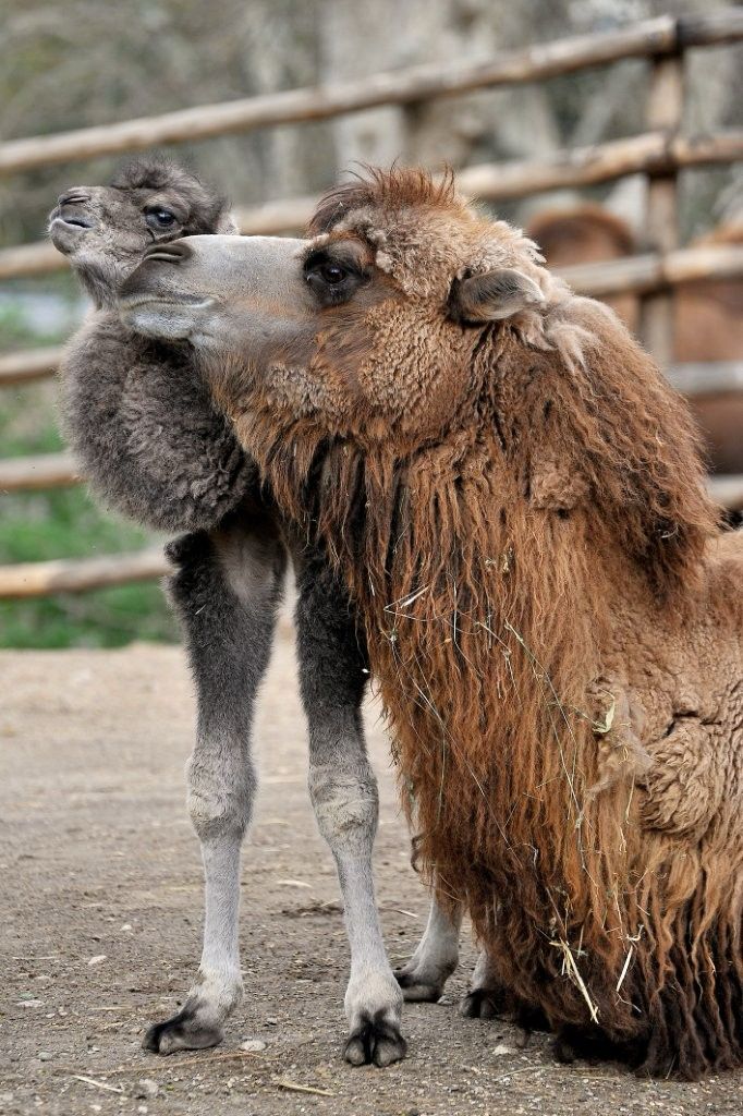 Frosy, il piccolo cammello della Battriana venuto alla luce al Bioparco di Roma, ph Massimiliano Di Giovanni - Archivio Bioparco