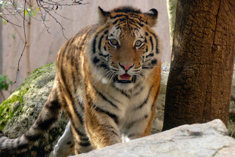 Arriva dall’Olanda la giovane tigre siberiana allo zoo di Vienna (e si spera in una prole)
