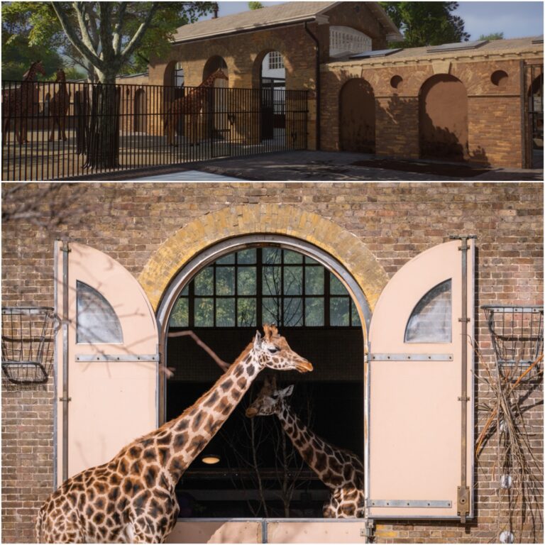 Una visita allo Zoo di Londra 121 anni fa (quando leone e leopardo convivevano)