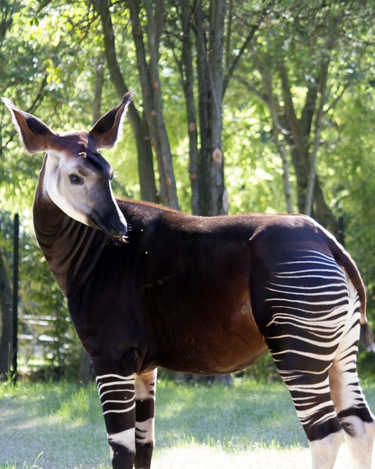 Addio Elani, unica mamma okapi d’Italia