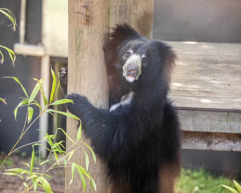 Scozia, arriva Cipísek: il primo orso labiato dello zoo di Edimburgo