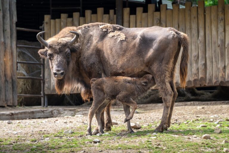 Scivolata nel fango subito dopo la nascita: salvata allo Zoo di Praga una bisontina europea