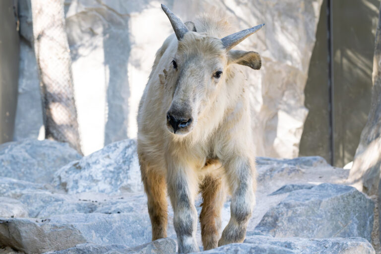 Poco conosciuti, tra le rocce nel cuore di Vienna: ecco i due nuovi takin dorati