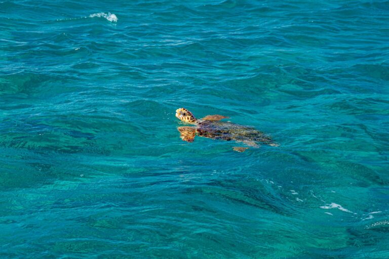 turtle swimming in sea water