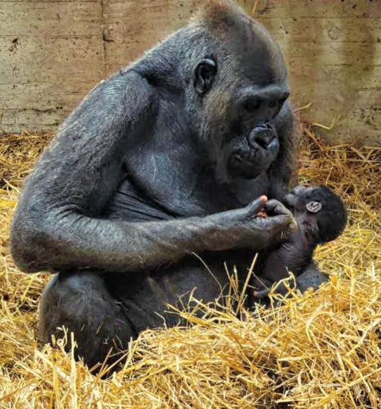 Una nascita che fa storia: a Fasano il primo piccolo gorilla d’Italia dopo 50 anni