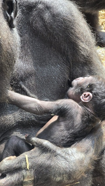 Primo piccolo gorilla d’Italia, cronaca della nascita e dell’allattamento