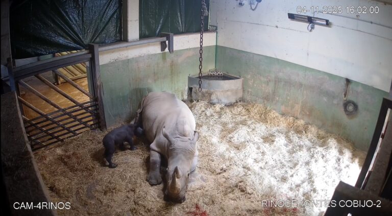 “Abbiamo un rinoceronte!”: la gioia dello staff di Valencia, nasce in diretta il primo rinoceronte bianco dopo 18 anni