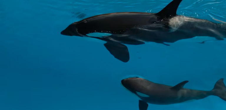 Loro Parque pronto ad accogliere le orche di Marineland