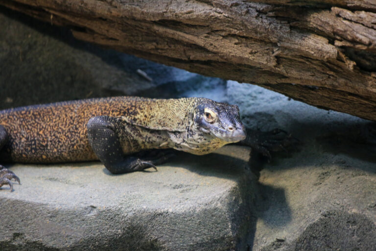C’è un nuovo “drago” allo zoo di Berlino