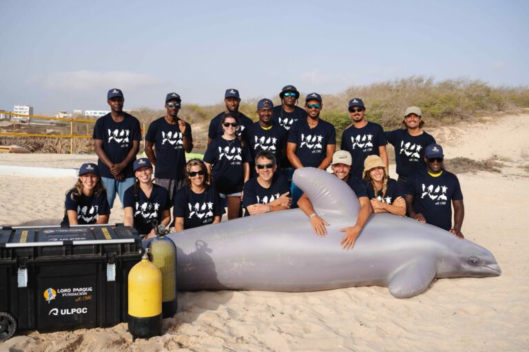 Cape Verde establishes its first cetacean stranding response team