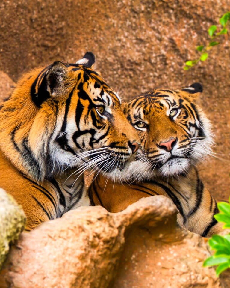 Sumatran tiger, fewer than 400 individuals remain in the wild: new pair arrives at Loro Parque in Tenerife