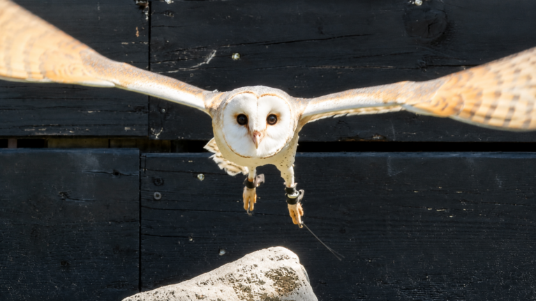 Dal gufo europeo al falco pellegrino, sono arrivati i predatori dell’aria a Zoomarine
