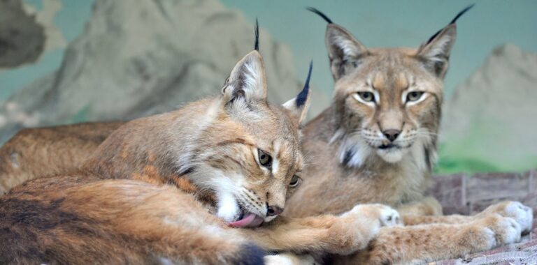 Al Bioparco di Roma nuova area per le linci euroasiatiche: 500 metri quadrati per i gemelli Kouban e Sanja