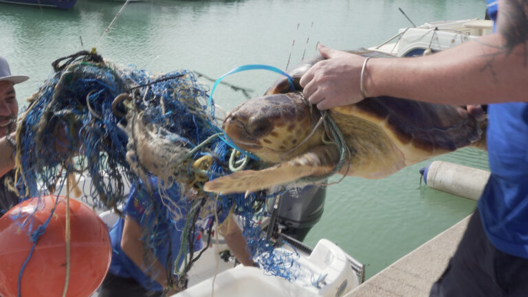 Sea turtle rescued after becoming entangled in buoy and ropes off Puerto de Sagunto