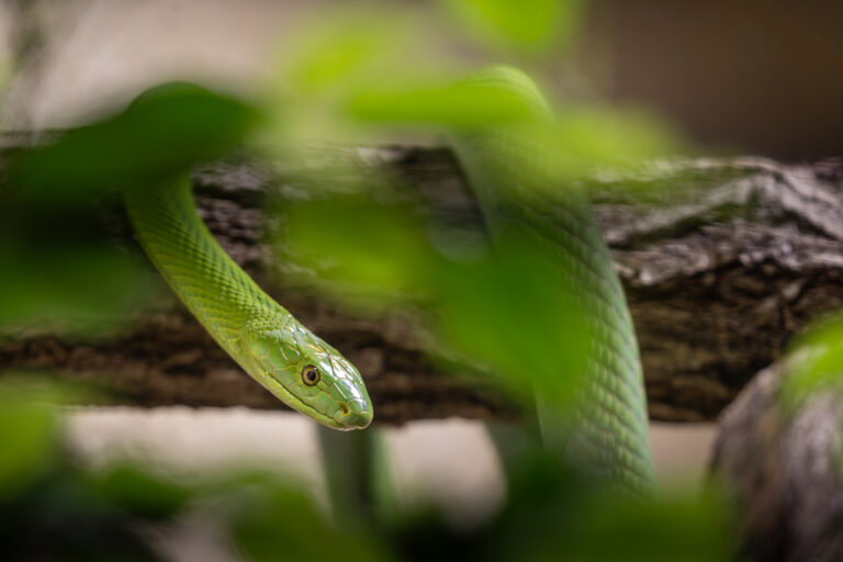 Dvůr Králové Zoo becomes one of the world’s few homes to three mamba species
