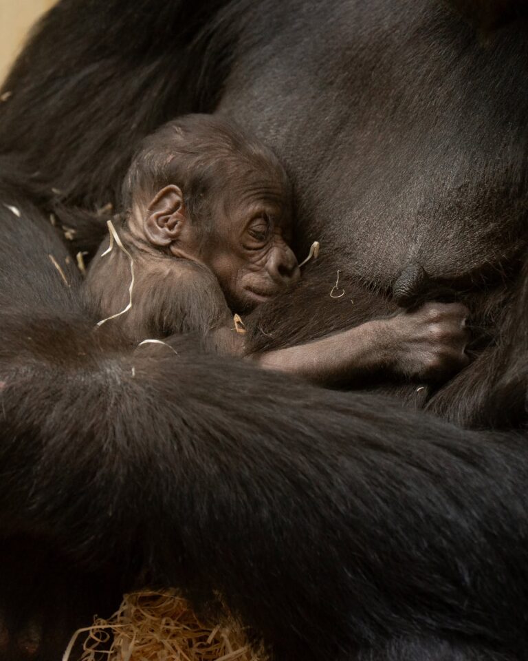 È nato un piccolo di gorilla